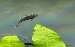 Plecos fish for sale: Bristlenose Pleco Babies (short fin) - Image 1