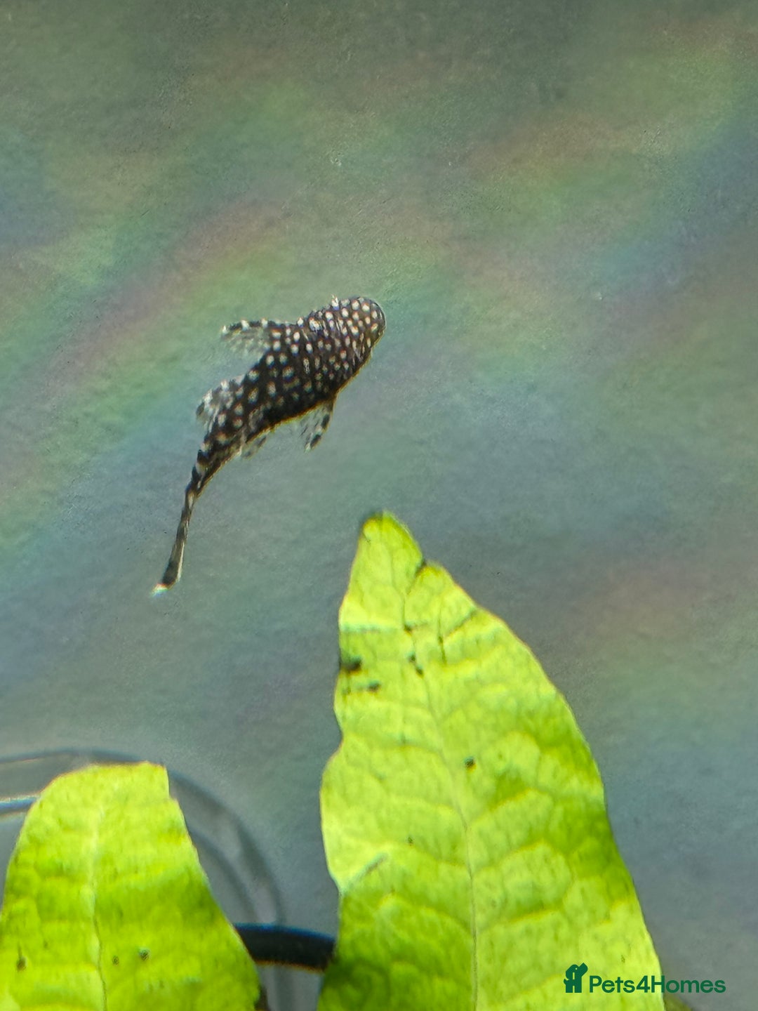 Plecos fish for sale: Bristlenose Pleco Babies (short fin) - Image 1