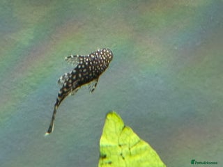 Plecos fish - Advert 1