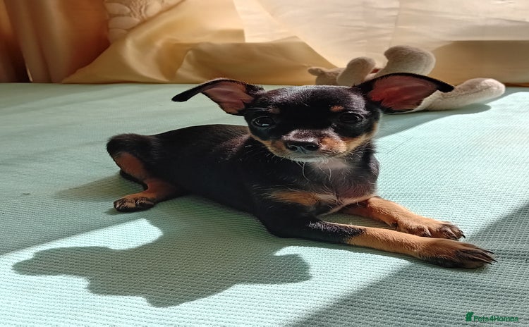 Miniature Pinscher dogs - Advert 1