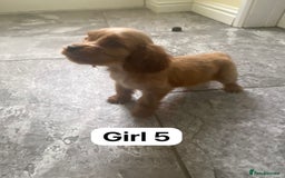 Cocker Spaniel dogs for sale: OUT STANDING GOLDEN SHOW TYPE COCKER SPANIEL  - Image 28