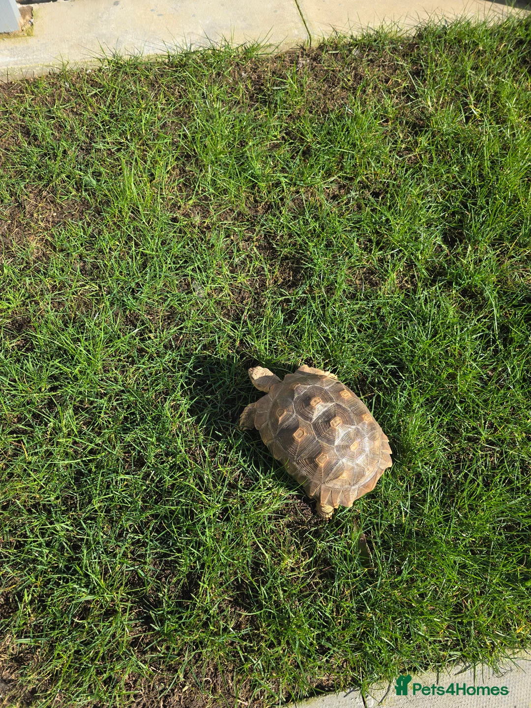 Tortoise reptiles for sale: 3 year old salcuta tortoise - Advert 2