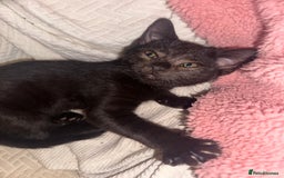 Mixed Breed cats for sale: Tabby and black kittens  - Advert 25