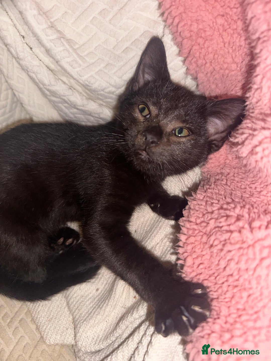 Mixed Breed cats for sale: Tabby and black kittens  - Advert 25