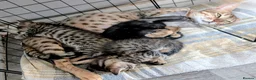 Mixed Breed cats for sale: Beautiful mainecoon/savannah - Advert 2