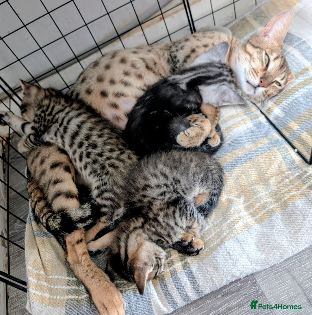 Mixed Breed cats for sale: Beautiful mainecoon/savannah - Advert 2