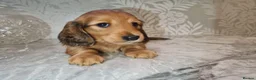 Miniature Dachshund dogs for sale: Gorgeous Miniature Dachshund Puppies in York - Advert 19