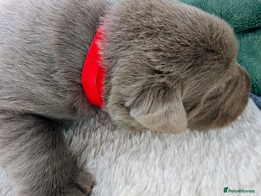 Labrador Retriever dogs for sale: Silver Labrador puppies  - Advert 3