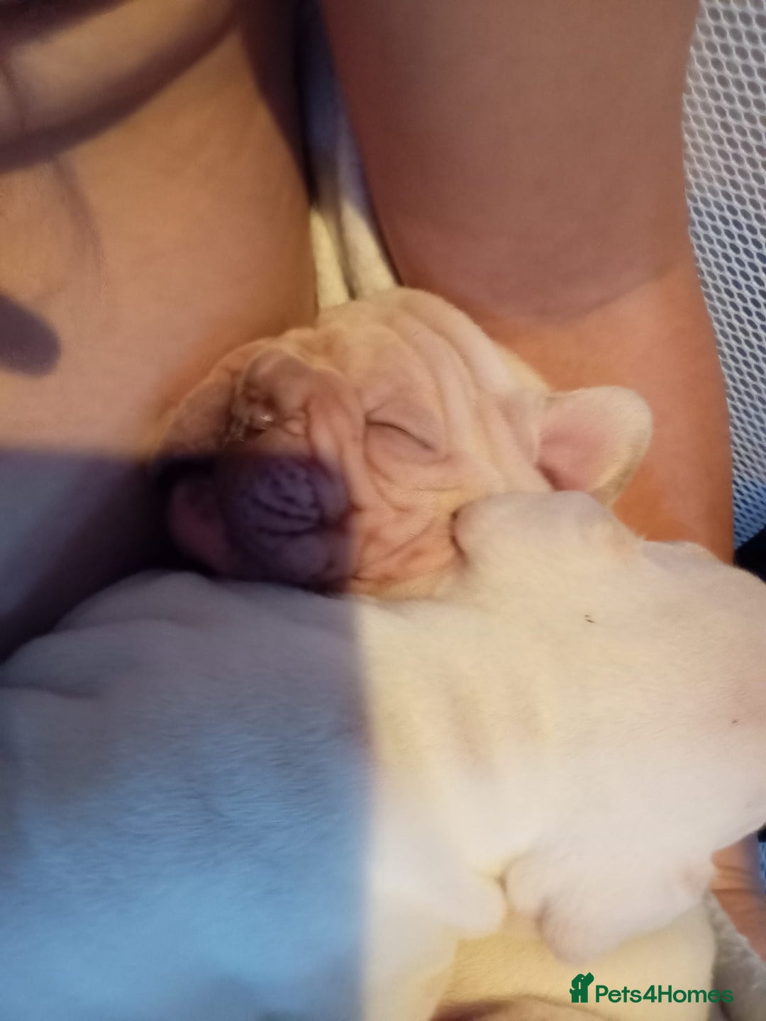 French Bulldog dogs for sale: Platinum cream velvet french bulldogpup 4 week old - Image 14