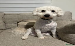 Cockapoo dogs for sale: Cockpoo - Image 1