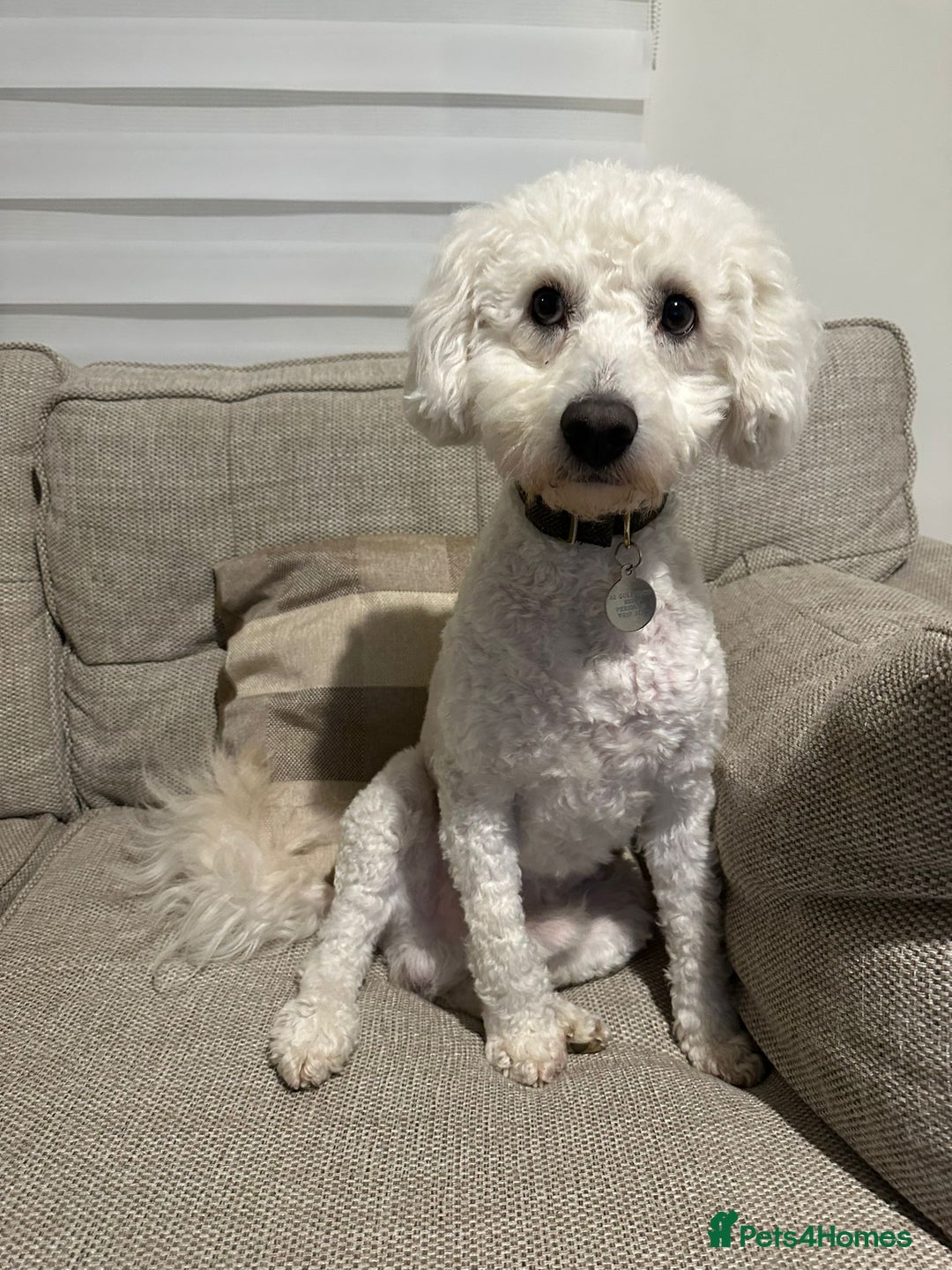 Cockapoo dogs for sale: Cockpoo - Image 1