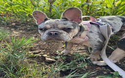 French Bulldog dogs for sale: Merle French bulldog bitch  - Image 5