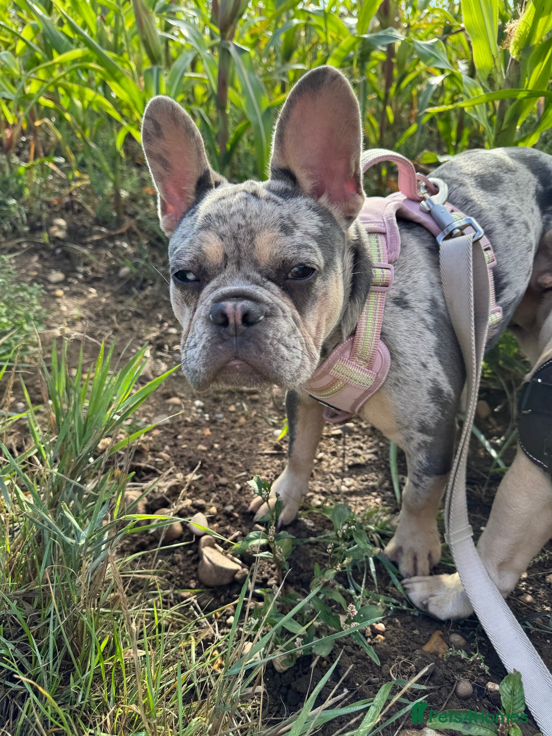 French Bulldog dogs for sale: Merle French bulldog bitch  - Image 5