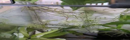 Live Bearers fish for sale: Guppy fry - Advert 1