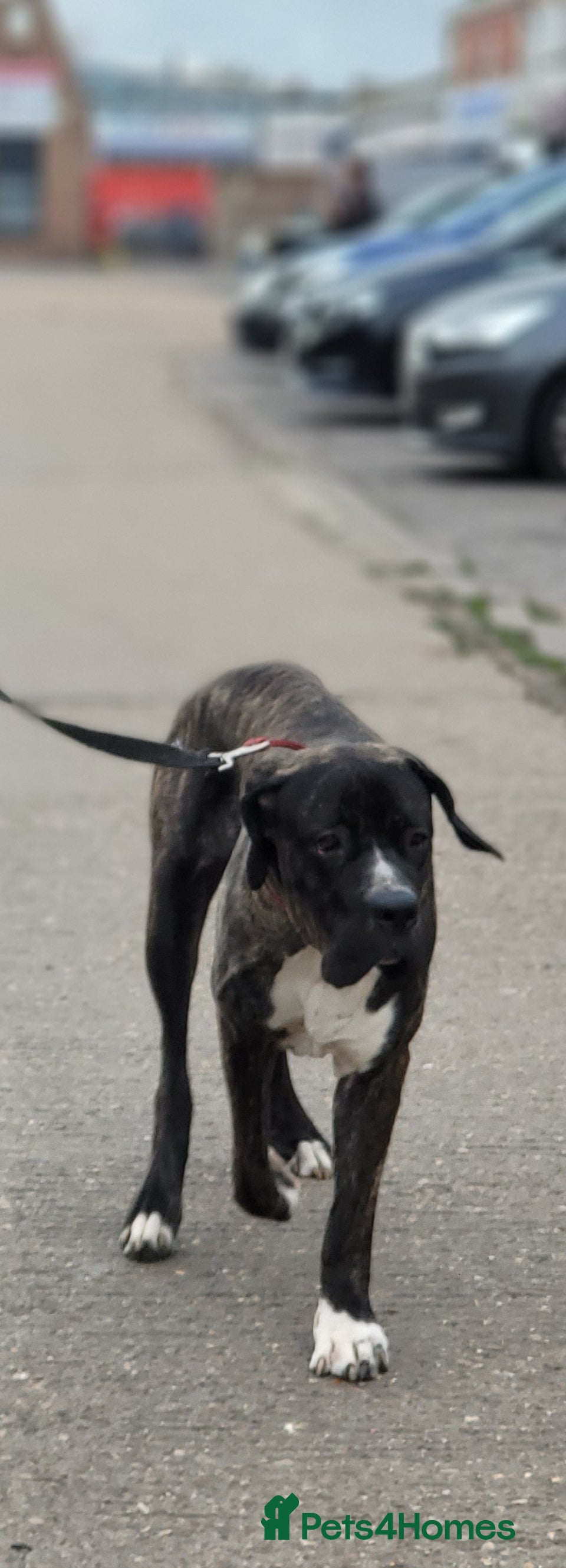 Mastiff dogs Pakistani mastiff bully kutta - Advert 2