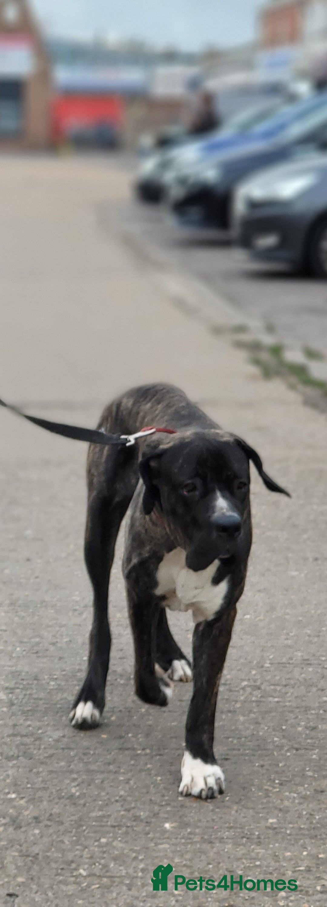 Mastiff dogs for sale: Pakistani mastiff bully kutta - Advert 1