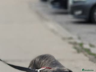 Mastiff dogs Pakistani mastiff bully kutta £699 11 Months Bully - Advert 2