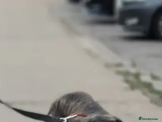 Mastiff dogs Pakistani mastiff bully kutta £699 11 Months Bully - Advert 3