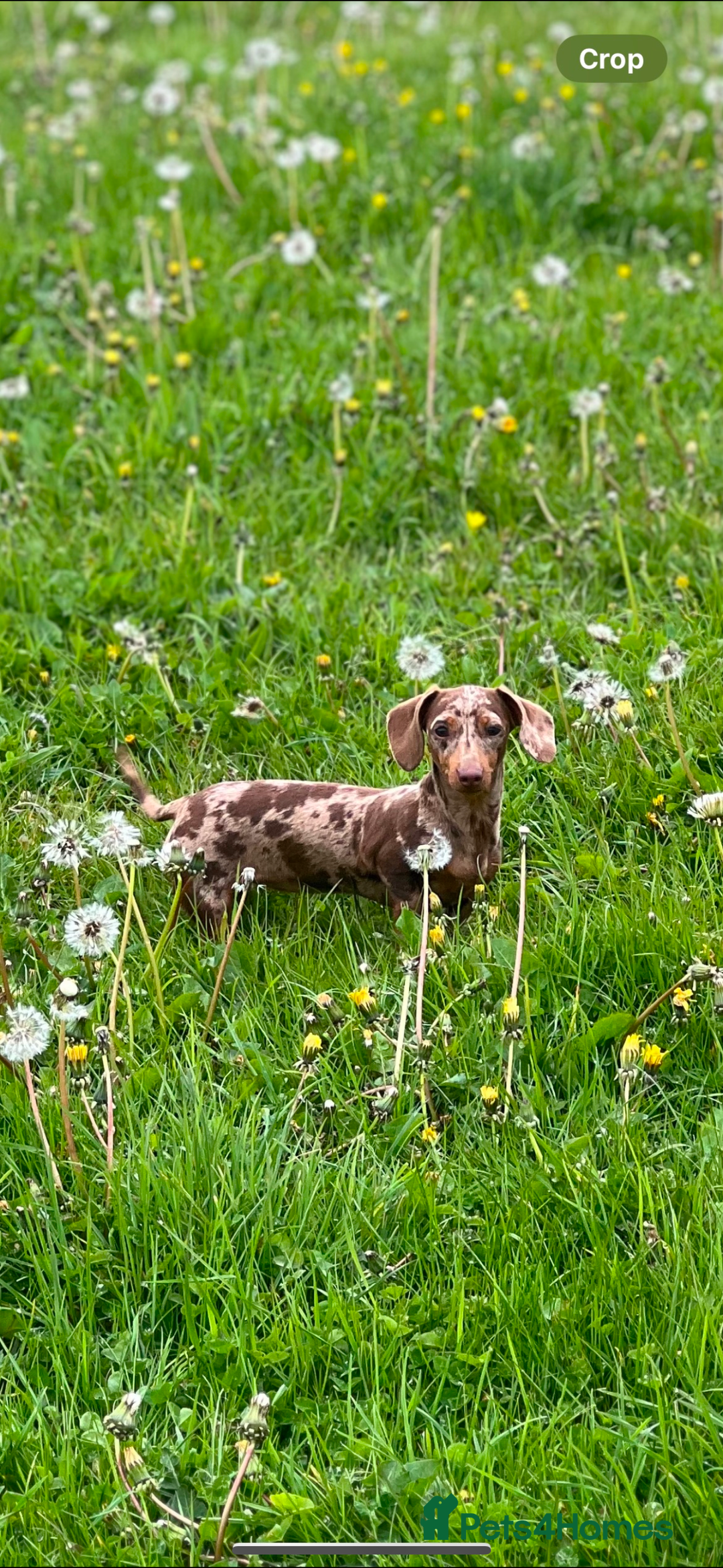 Miniature Dachshund dogs for sale: KC reg v small miniature smooth dachshund puppies - Image 15