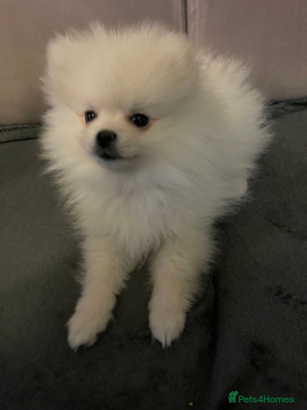 Pomeranian dogs for sale: Pomeranian Puppies – Ready Now - Advert 20