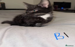 Mixed Breed cats for sale: 5x kittens looking for forever homes  - Image 4