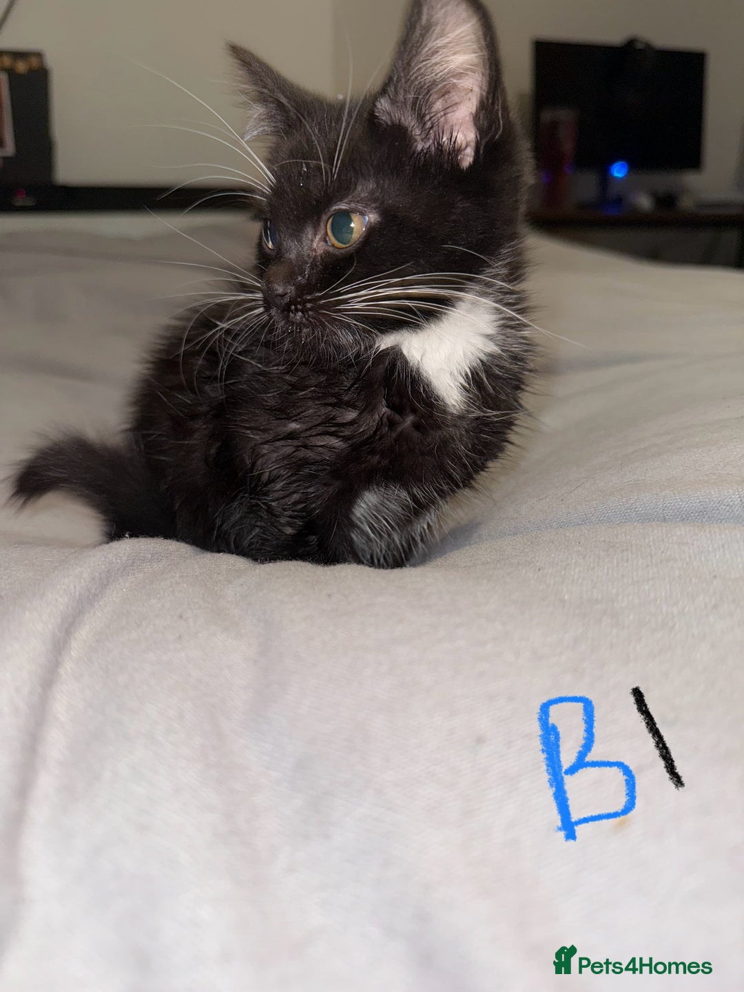 Mixed Breed cats for sale: 5x kittens looking for forever homes  - Image 4
