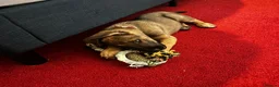 Mixed Breed dogs for sale: Puppy 9weeks  in Leicester - Advert 3