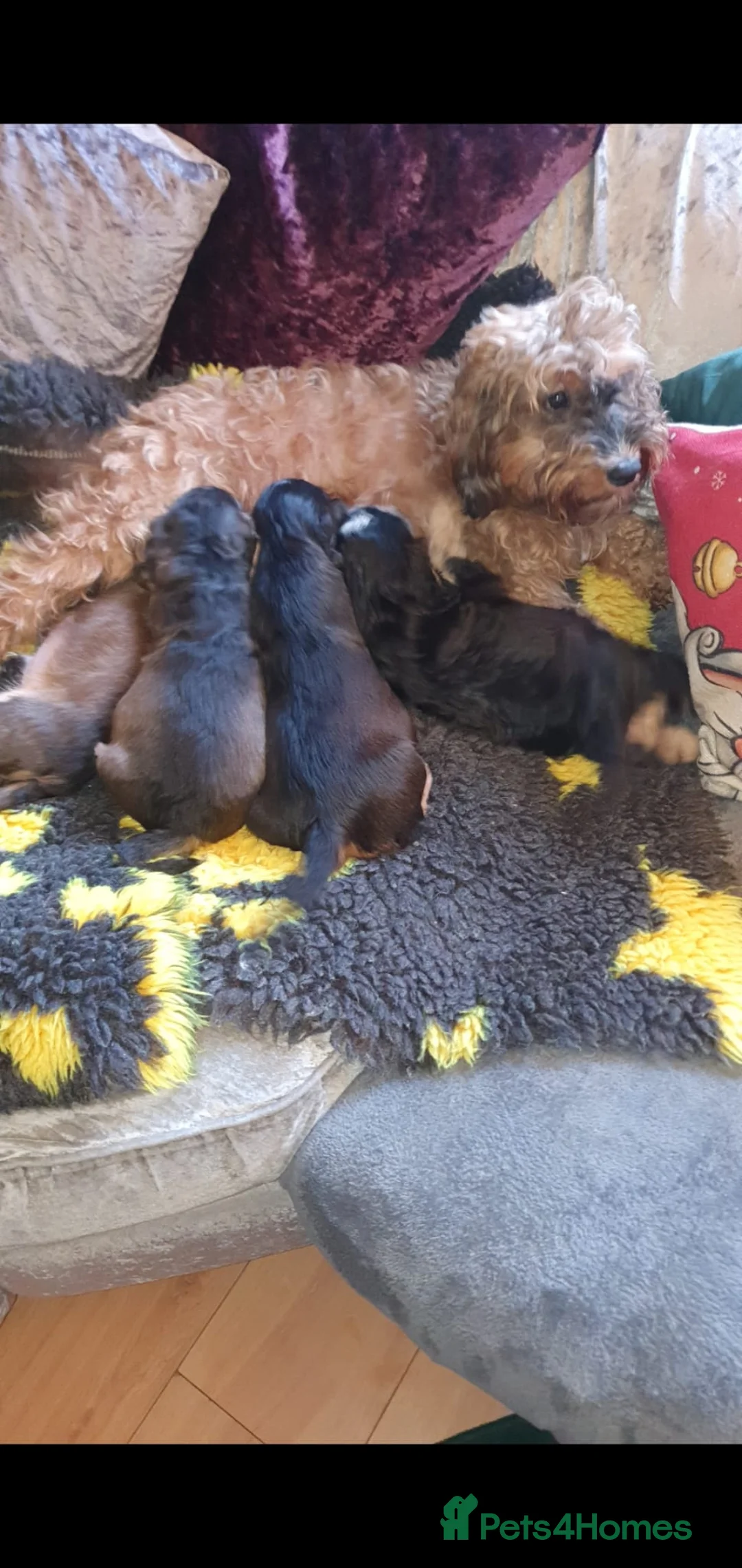 Cockapoo dogs for sale: Stunning cockapoo pups - Advert 5