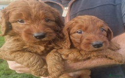 Labradoodle dogs for sale: Miniature dark fox red labradoodles - Image 3