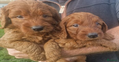 Labradoodle dogs - Advert 4