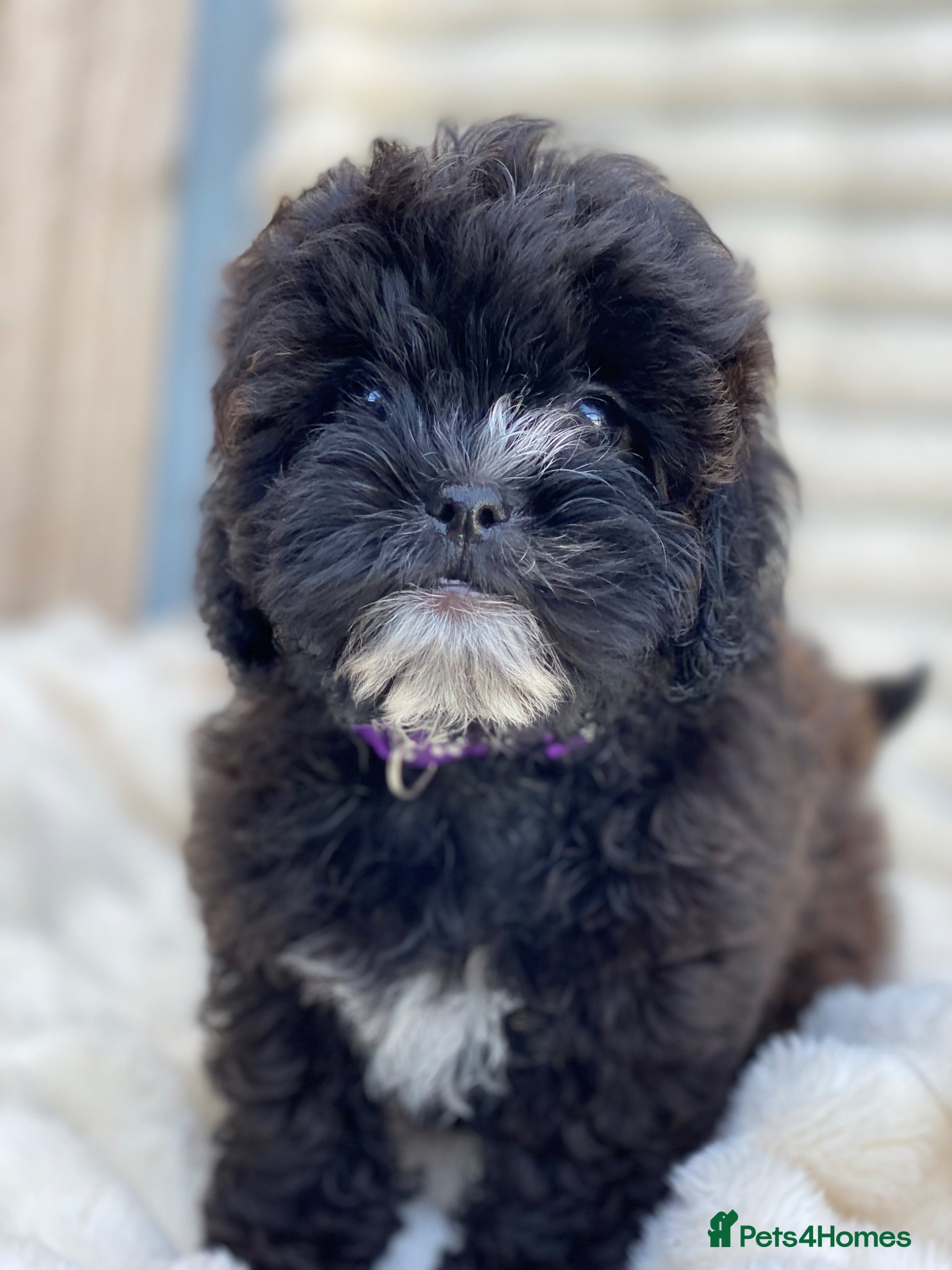 Shihpoo dogs Health tested shihpoos  - Advert 2