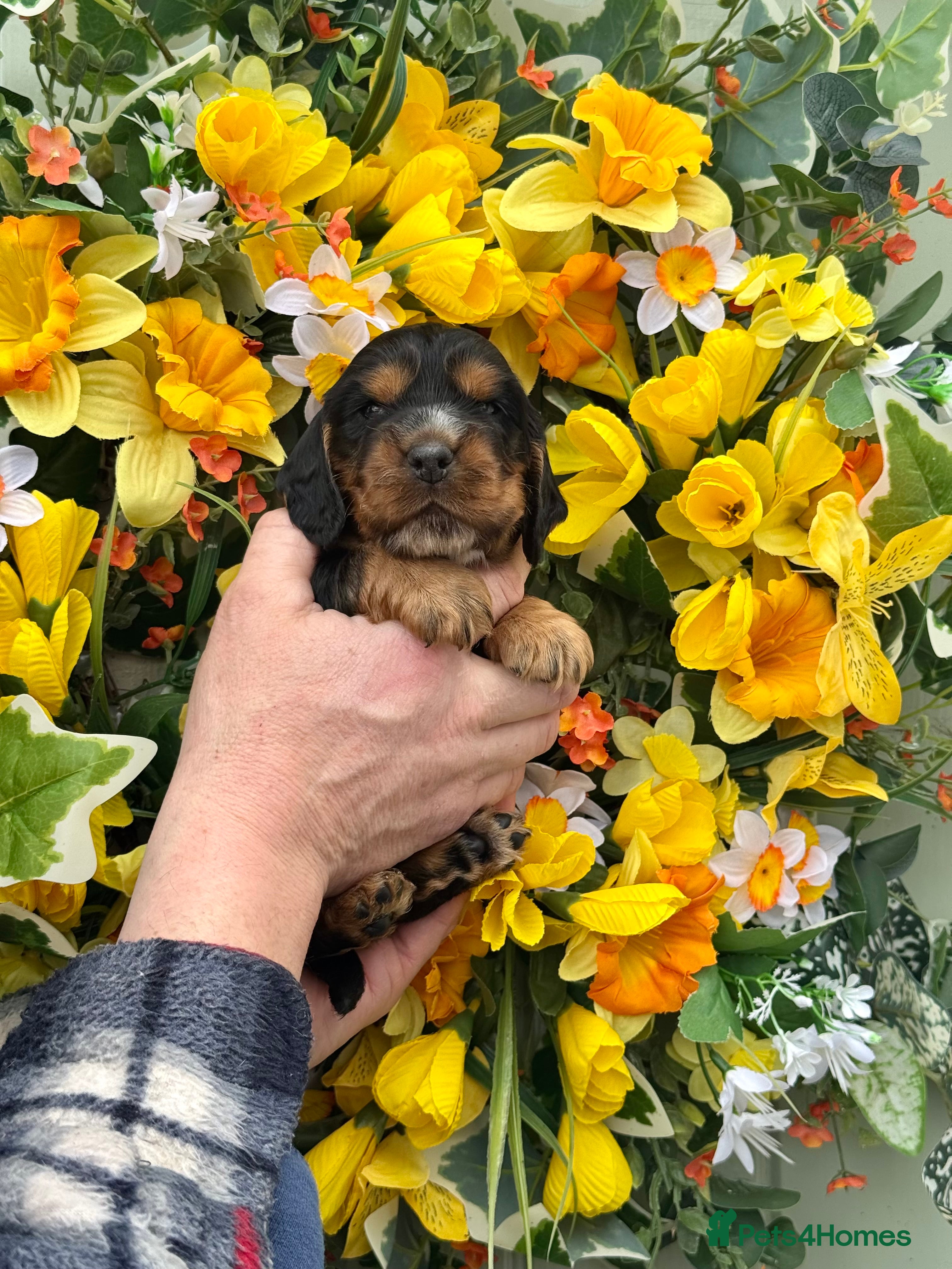 Cocker Spaniel dogs Kc reg dna tested show type cocker spaniel puppies - Advert 2