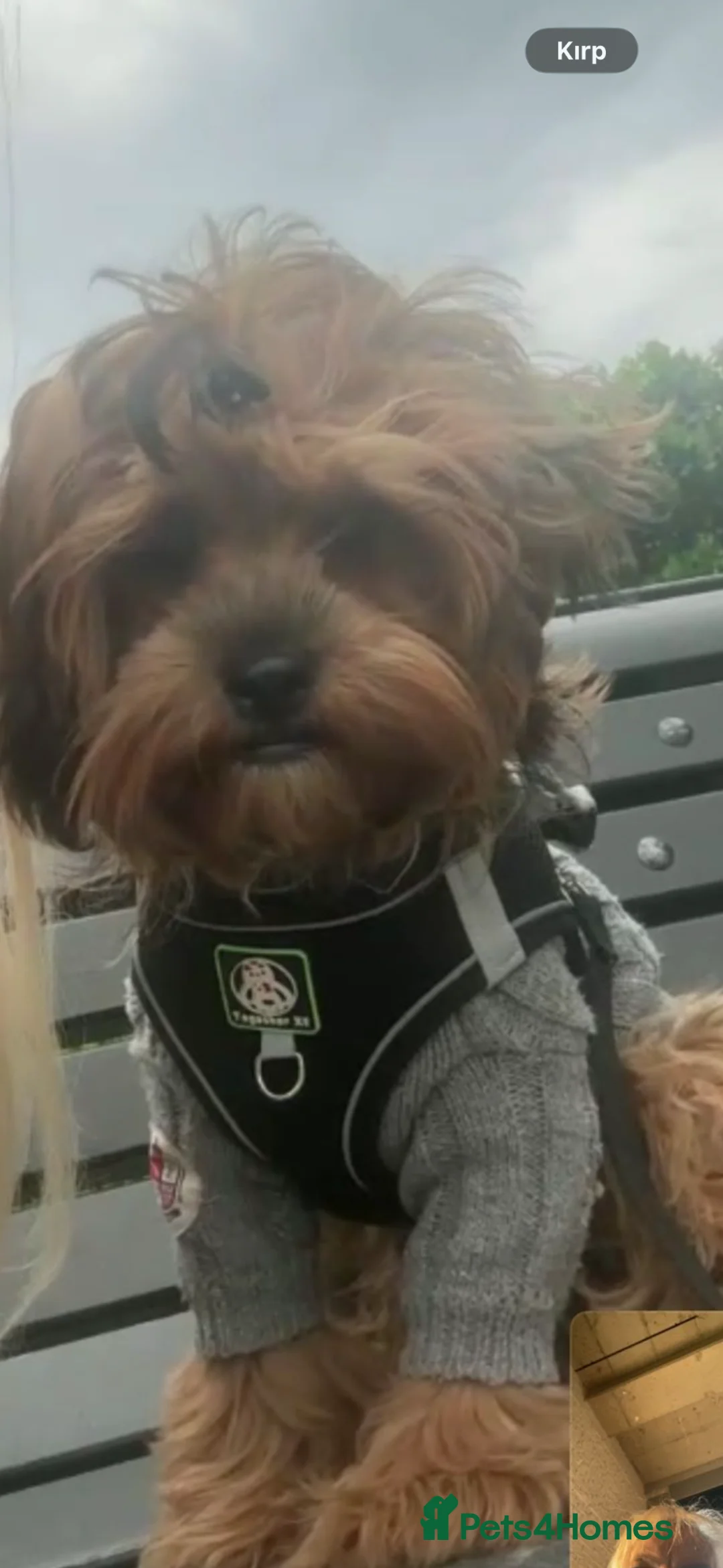 Shihpoo dogs for sale: VICTORIA/ Shihpoo/ 6 months old - Advert 4