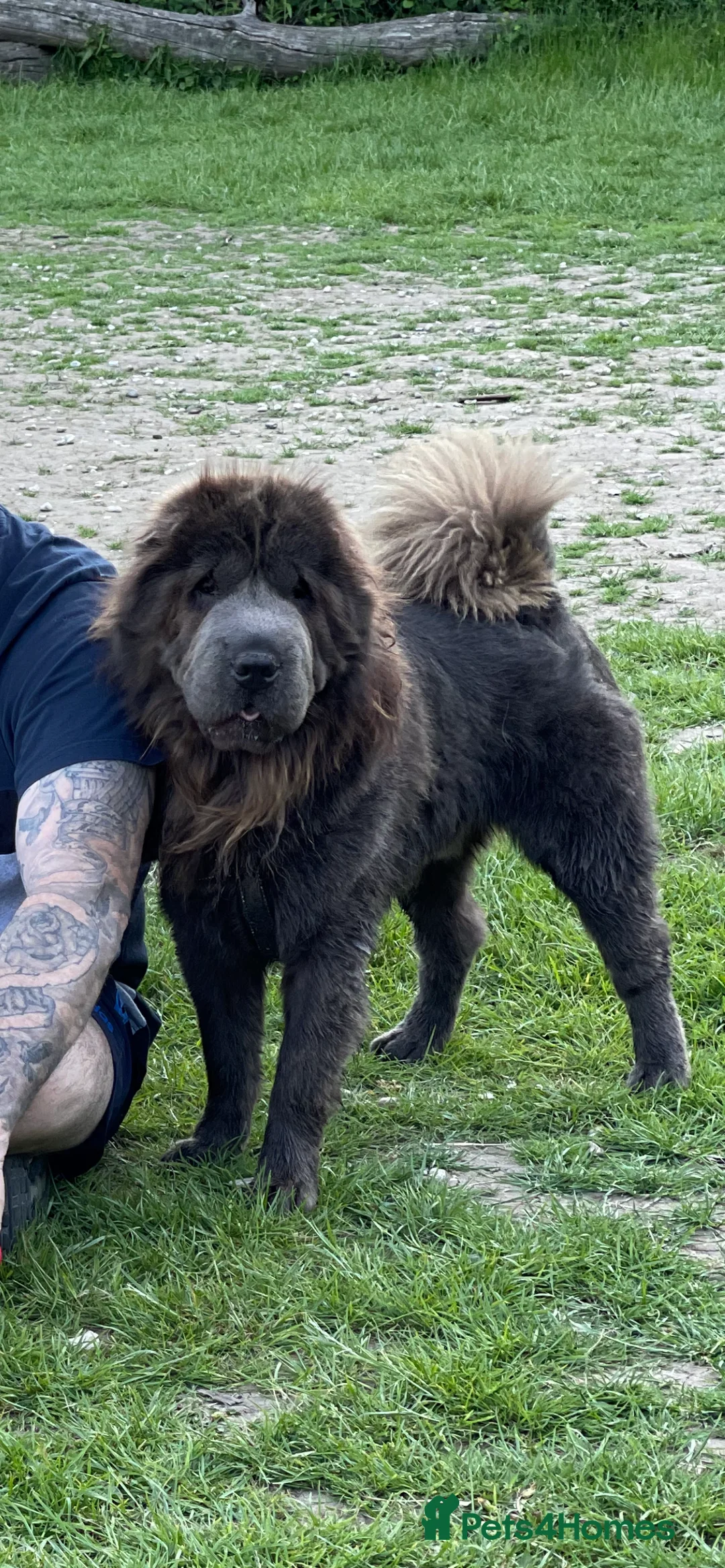 Shar Pei dogs for stud: BEST 🏆 Blue bear & chocolate & tan bear 🐻 in Hornchurch - Advert 12