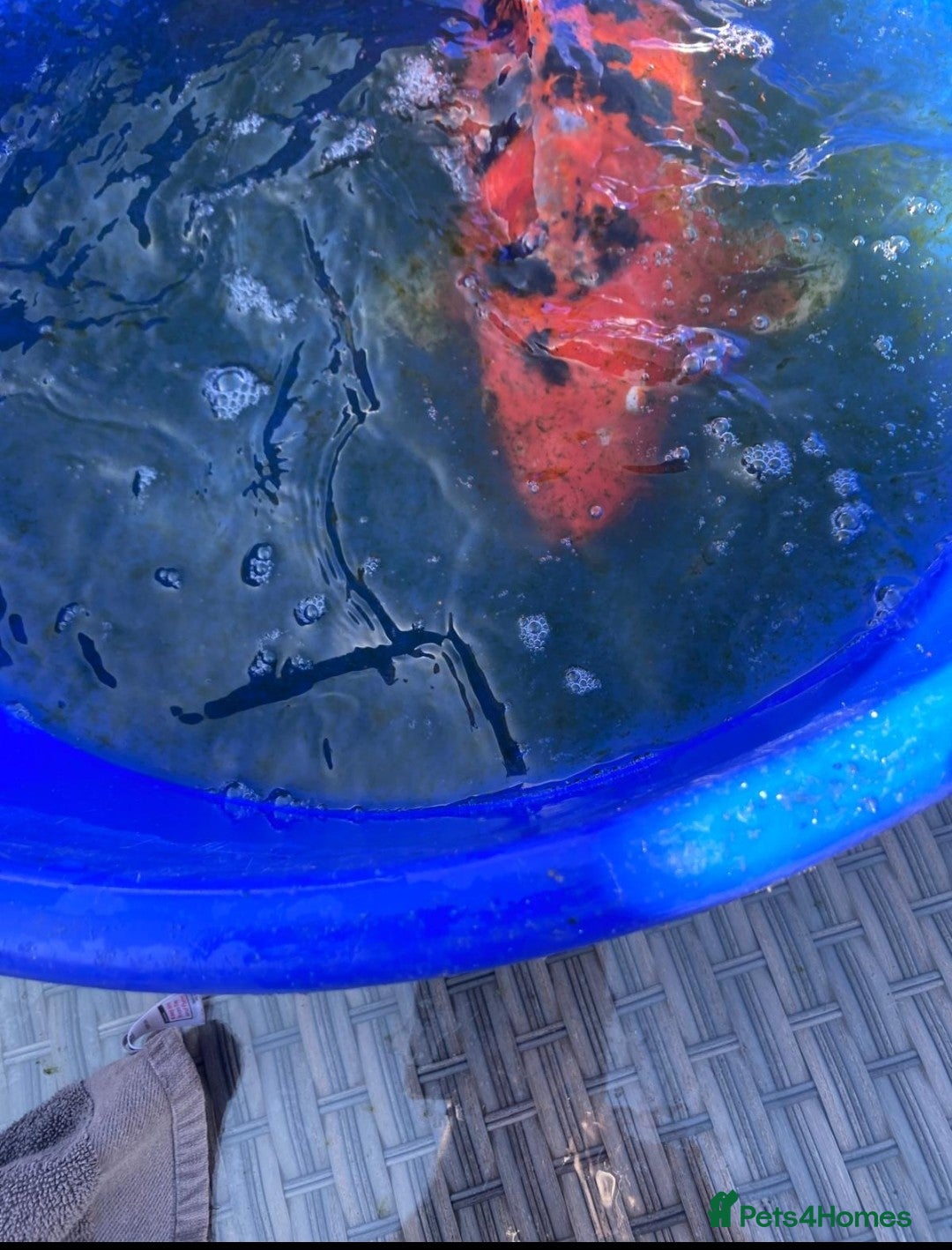 Koi Carp fish for sale: Koi fish - Image 2