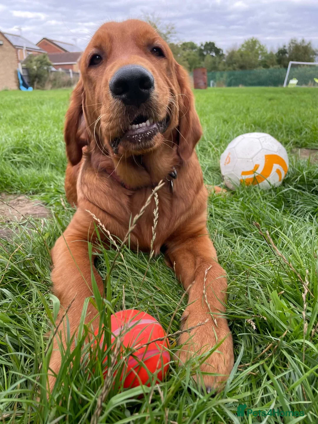 Golden Retriever dogs for stud: Handsome Hugo ready for stud - Advert 17