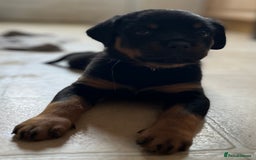 Rottweiler dogs for sale: Stunning kc registered Rottweiler pups.  - Image 35