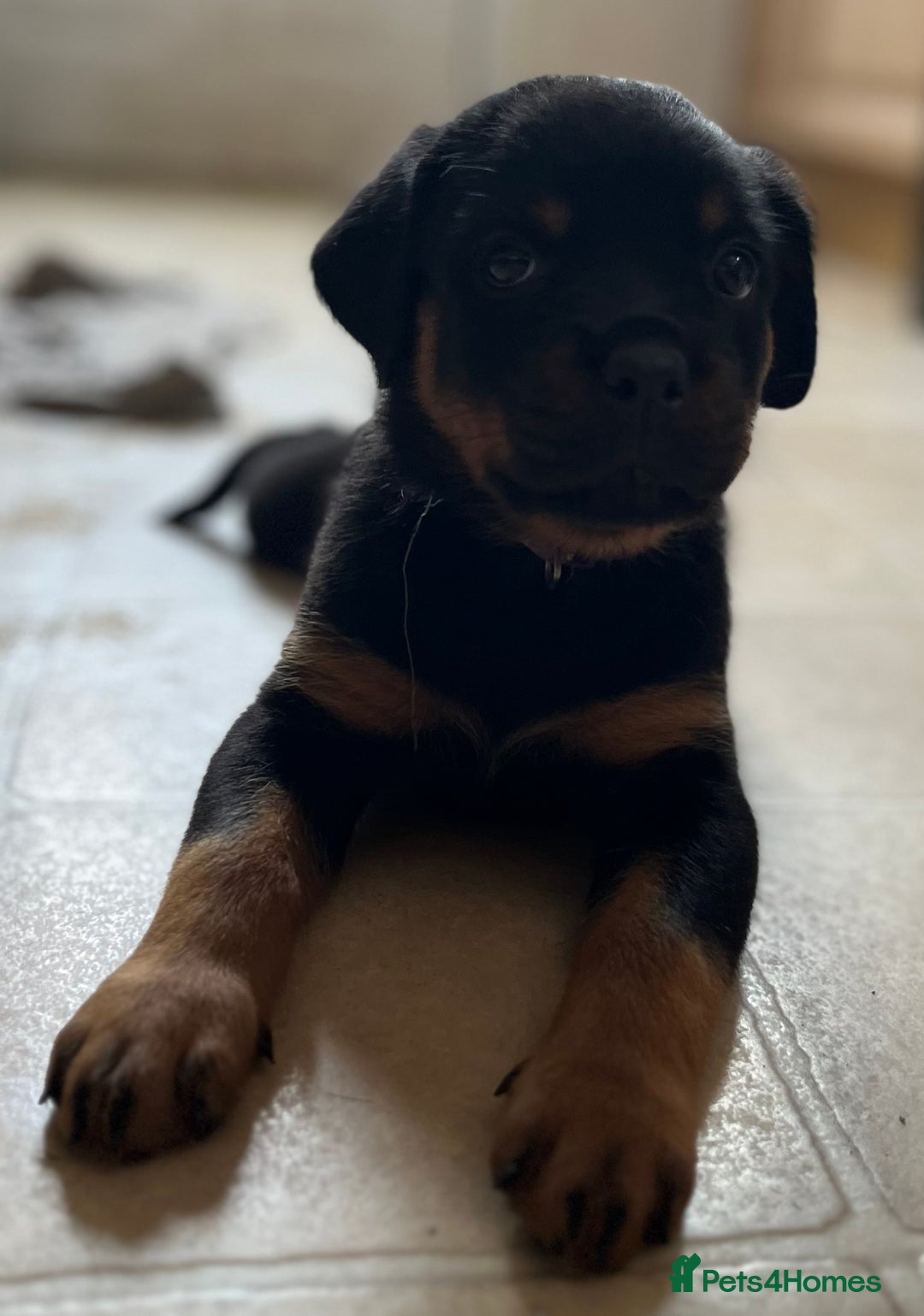 Rottweiler dogs for sale: Stunning kc registered Rottweiler pups.  - Image 35