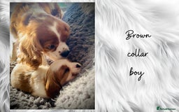 Cavalier King Charles Spaniel dogs for sale: Lovingly raised Blenheim Cavaliers  - Image 13