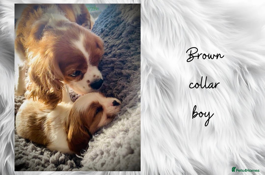 Cavalier King Charles Spaniel dogs for sale: Lovingly raised Blenheim Cavaliers  - Image 13