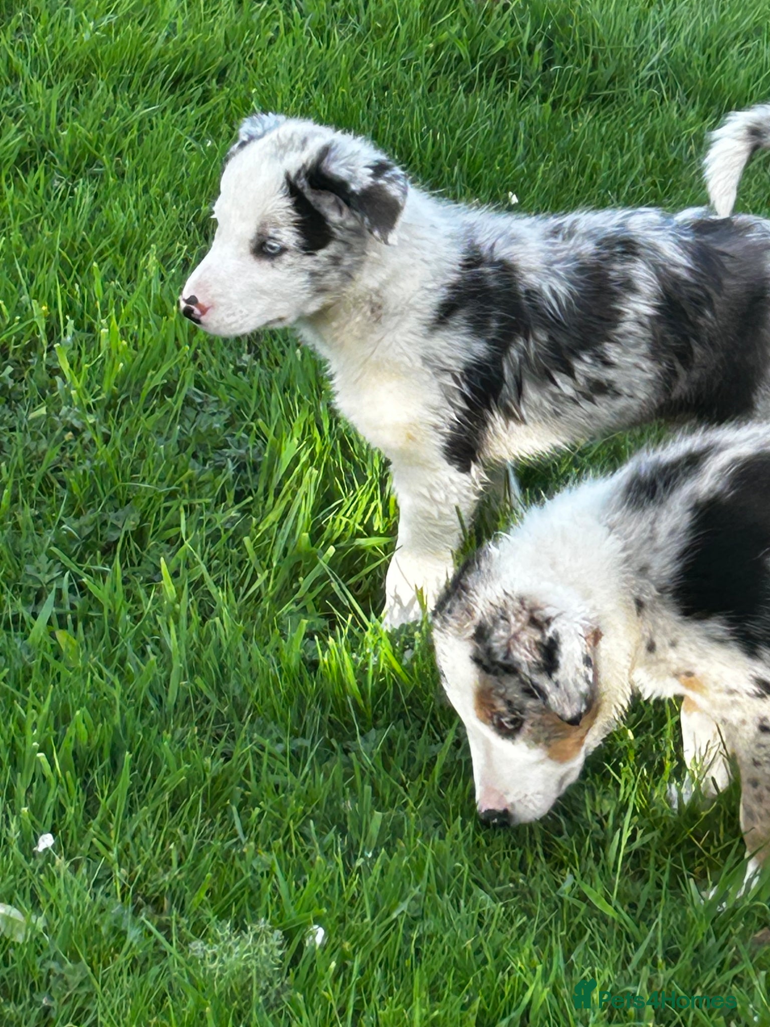 Border Collie dogs Super border collie blue Merle pups for sale - Advert 2