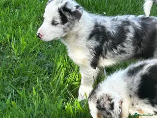 Border Collie dogs Super border collie blue Merle pups for sale - Advert 2