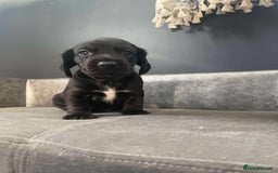 Mixed Breed dogs for sale: Docker puppy’s  - Image 8