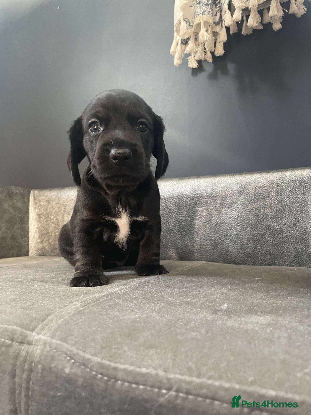 Mixed Breed dogs for sale: Docker puppy’s  - Image 8