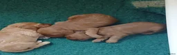Cockapoo dogs for sale: F2 Cockapoos  - Advert 7