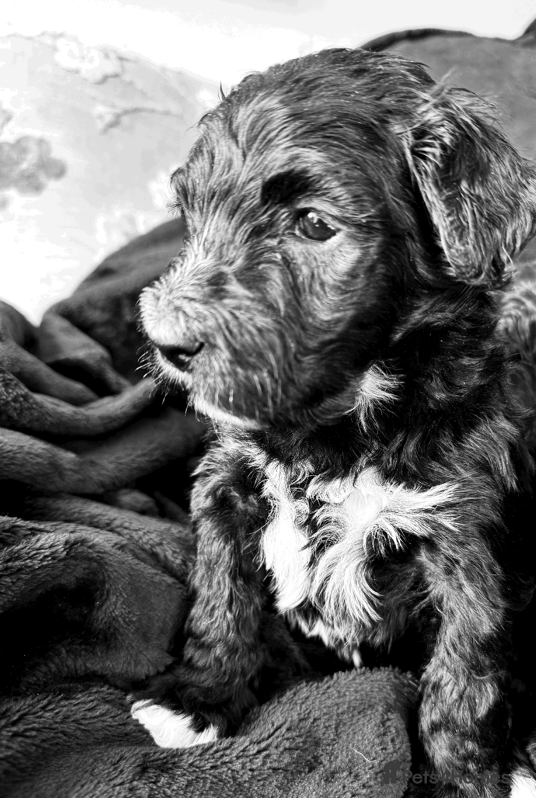 Portuguese Water Dog dogs for sale: ARTSEADOG KC registered Pure Portuguese Waterdogs - Image 4