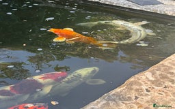 Koi Carp fish for sale: Complete Koi carp set up for sale - Image 33