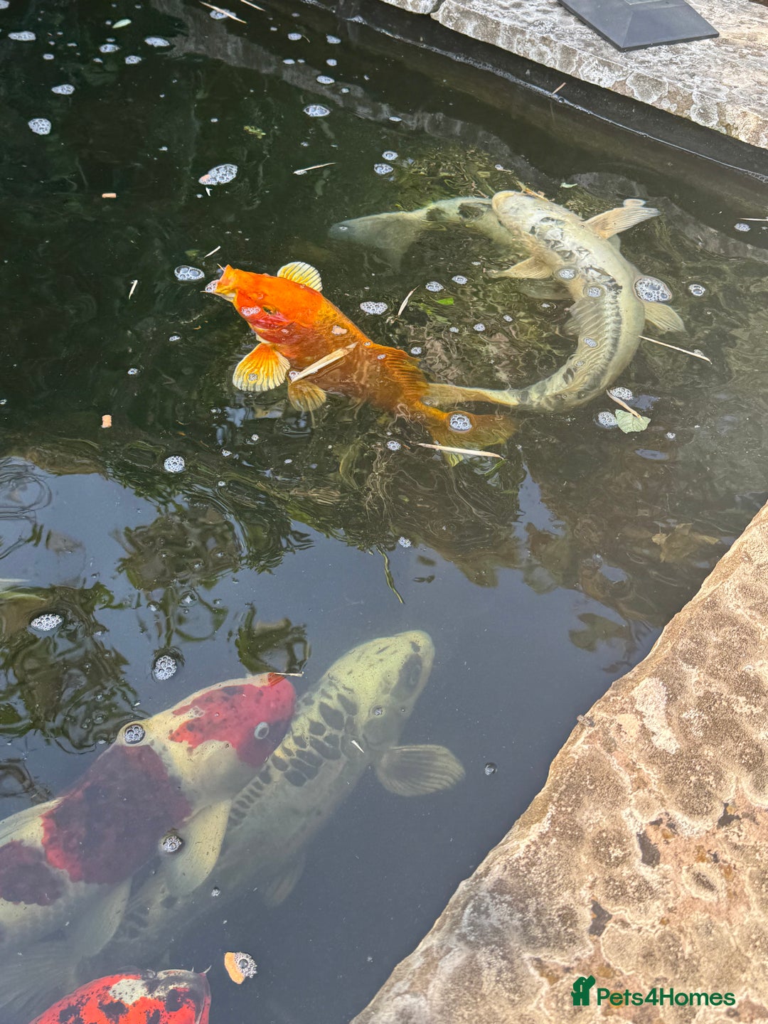 Koi Carp fish for sale: Complete Koi carp set up for sale - Image 33