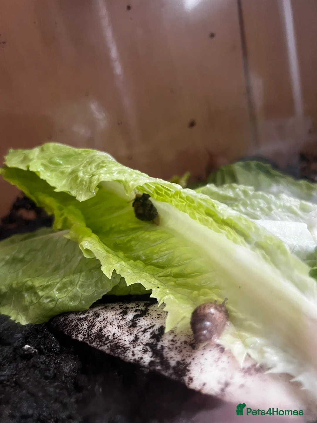 Snails invertebrates for sale: Juvenile Giant African Land Snails - Advert 2