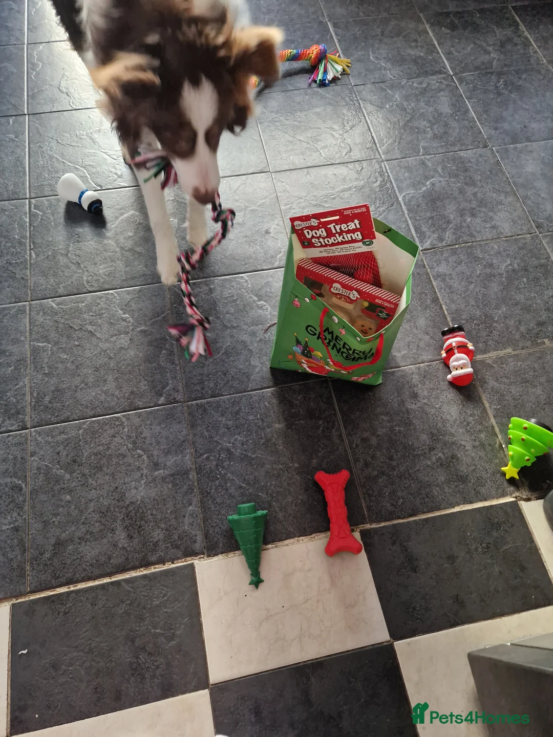 Border Collie dogs for sale: Border Collie Boy Seeking Loving Home in Manchester - Advert 2